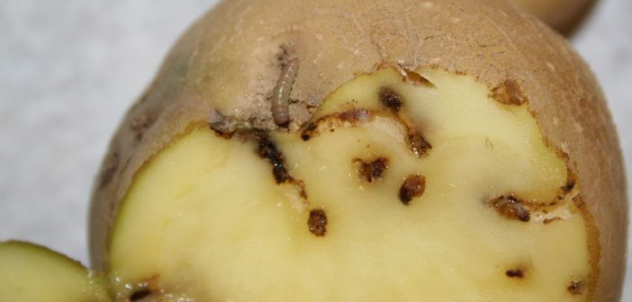 Detalle dunha pataca comesta pola polilla guatemalteca
