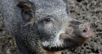 As axudas poden chegar aos 1.500 euros (Foto: Ivalbak - Pixabay. CC)