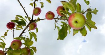Na horta de conservación "Carlos Fornos", situada na Cortiña, hai 150 variedades de froita do país