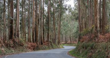 Moitas plantacións forestais non gardan as distancias mínimas con respecto ás vías públicas.