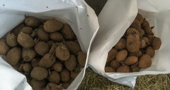 Patacas de semente gardadas nos sacos oficiais facilitados pola Xunta