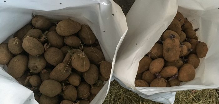 Patacas de semente gardadas nos sacos oficiais facilitados pola Xunta