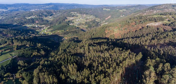 Dous terzos do territorio galego son monte e o crese que o eucalipto ocupa arredor de 450.000 hectáreas