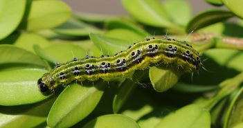 A Cydalima perspectalis é un verme de cores vivas e cor amarela que acaba cas sebes de buxo (Foto:Böhringer Friedich-Wikipedia)