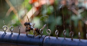 Unha velutina facendo "cierre" nunha arpa eléctrica. Este dispositivo está alimentado cunha batería de 12 V.
