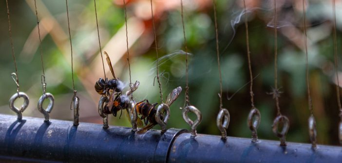 Unha velutina facendo "cierre" nunha arpa eléctrica. Este dispositivo está alimentado cunha batería de 12 V.