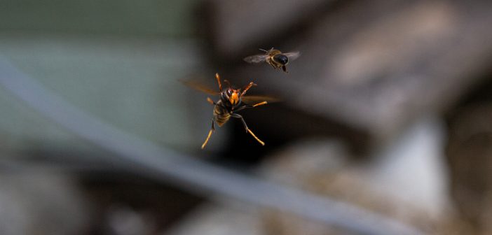 Momento en que unha velutina se dispón a cazar unha abella nun colmear de Naraío.
