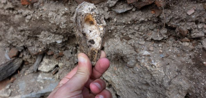Cuncha de ostra atopada nas escavacións realizadas no castelo de Naraío