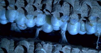 Interior dun niño secundario de avespa asiática retirado en Bardaos coas larvas aínda nas súas celas