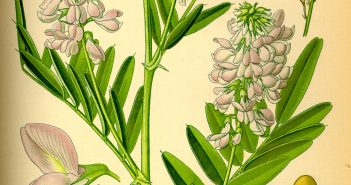 curso plantas medicinais