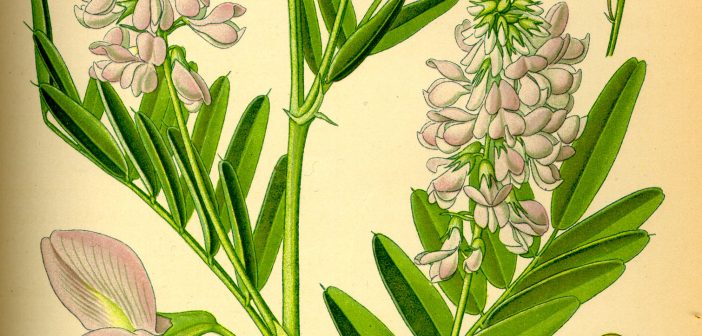 curso plantas medicinais