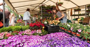Micaela Campanini é unha habitual nas feiras locais, co viveiro familiar Flor Galicia - Herbas de Caaveiro