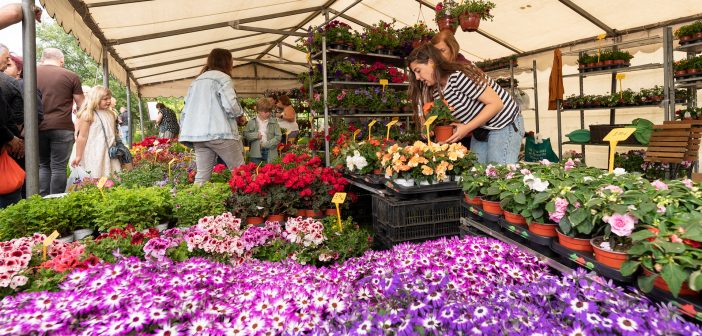 Micaela Campanini é unha habitual nas feiras locais, co viveiro familiar Flor Galicia - Herbas de Caaveiro